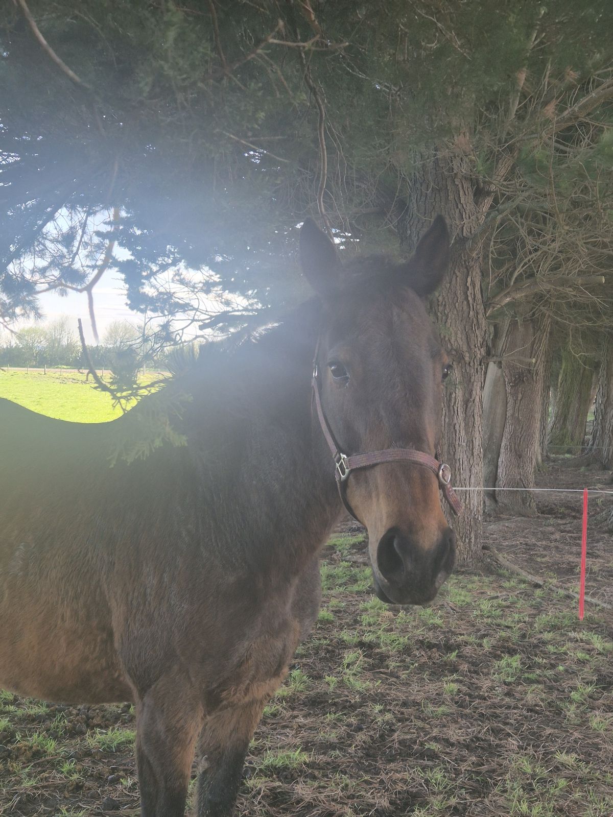 Gallery image: Chivana