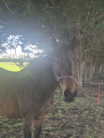 Chivana - Thoroughbred