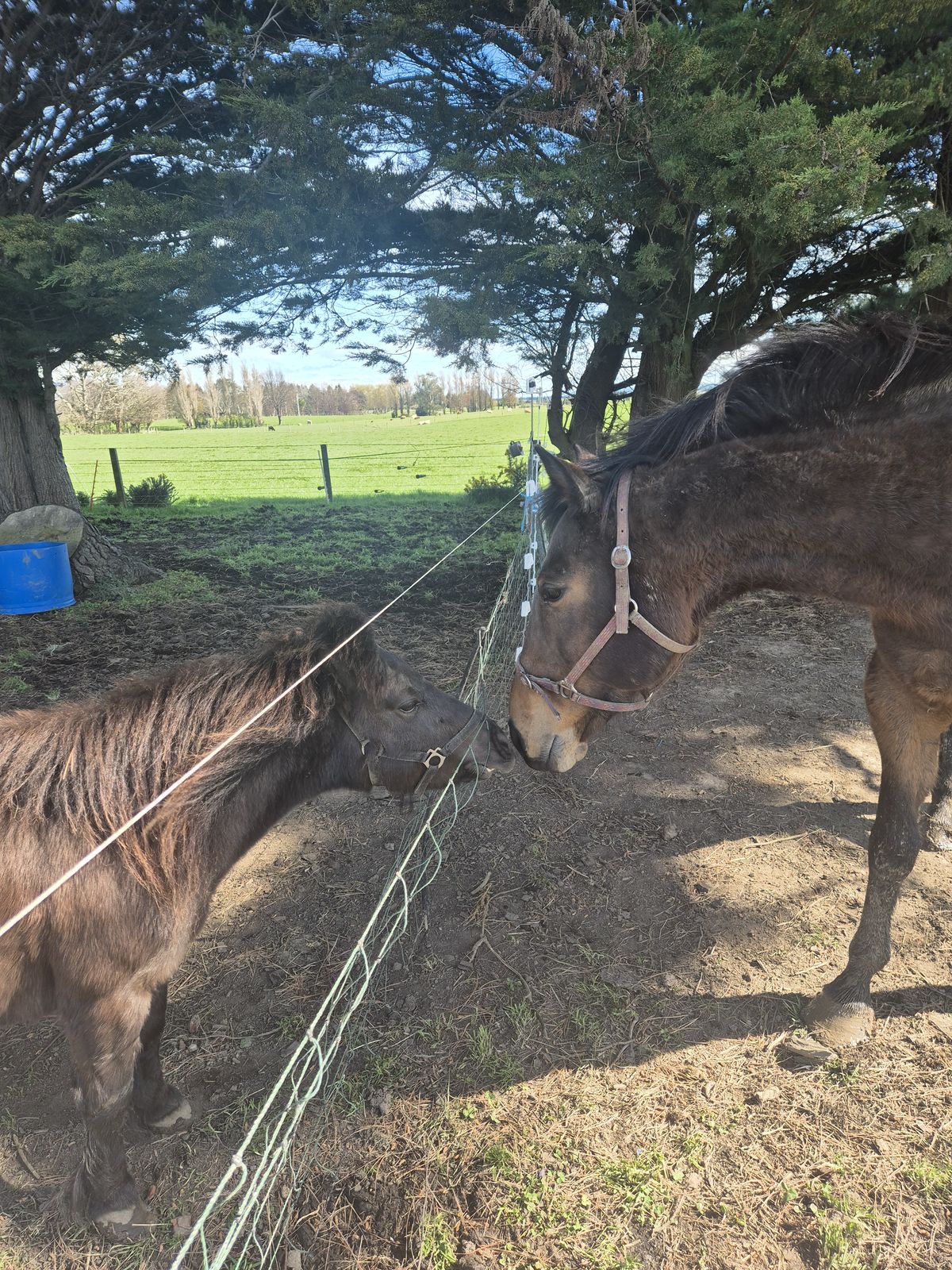 Gallery image: Chivana