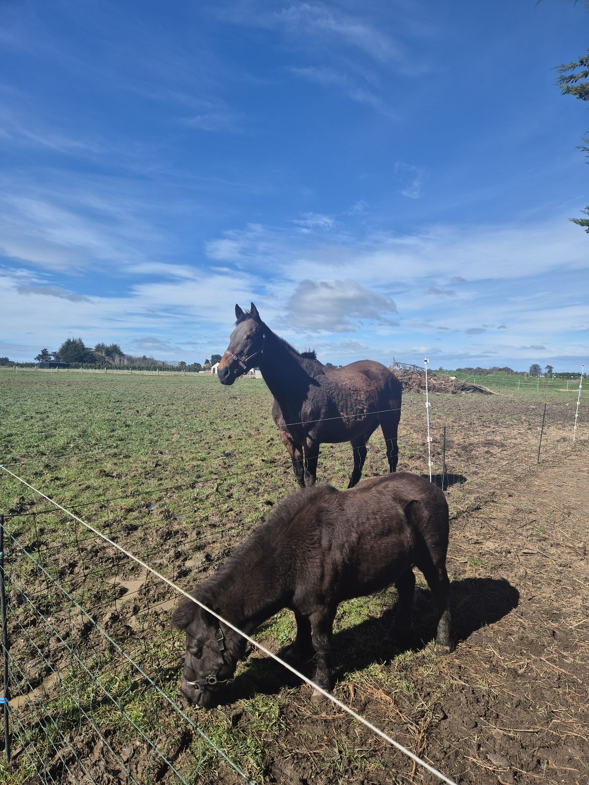 Gallery image: Chivana