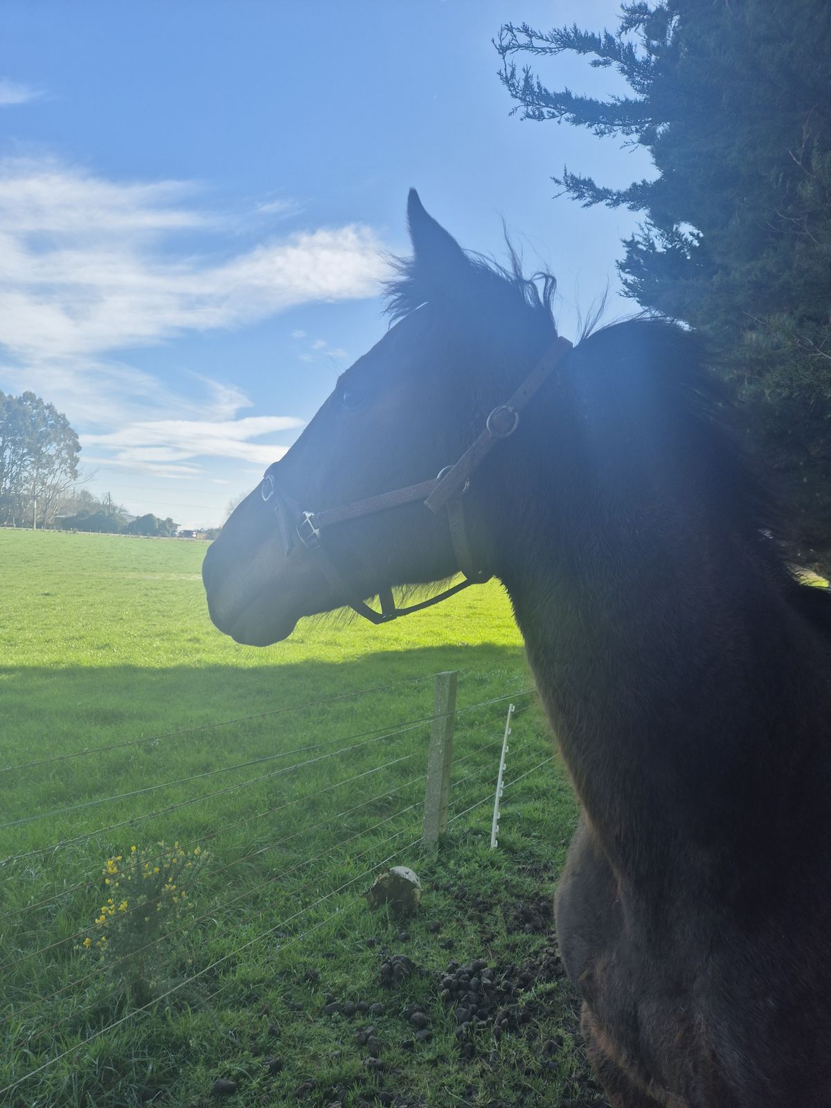 Gallery image: Chivana