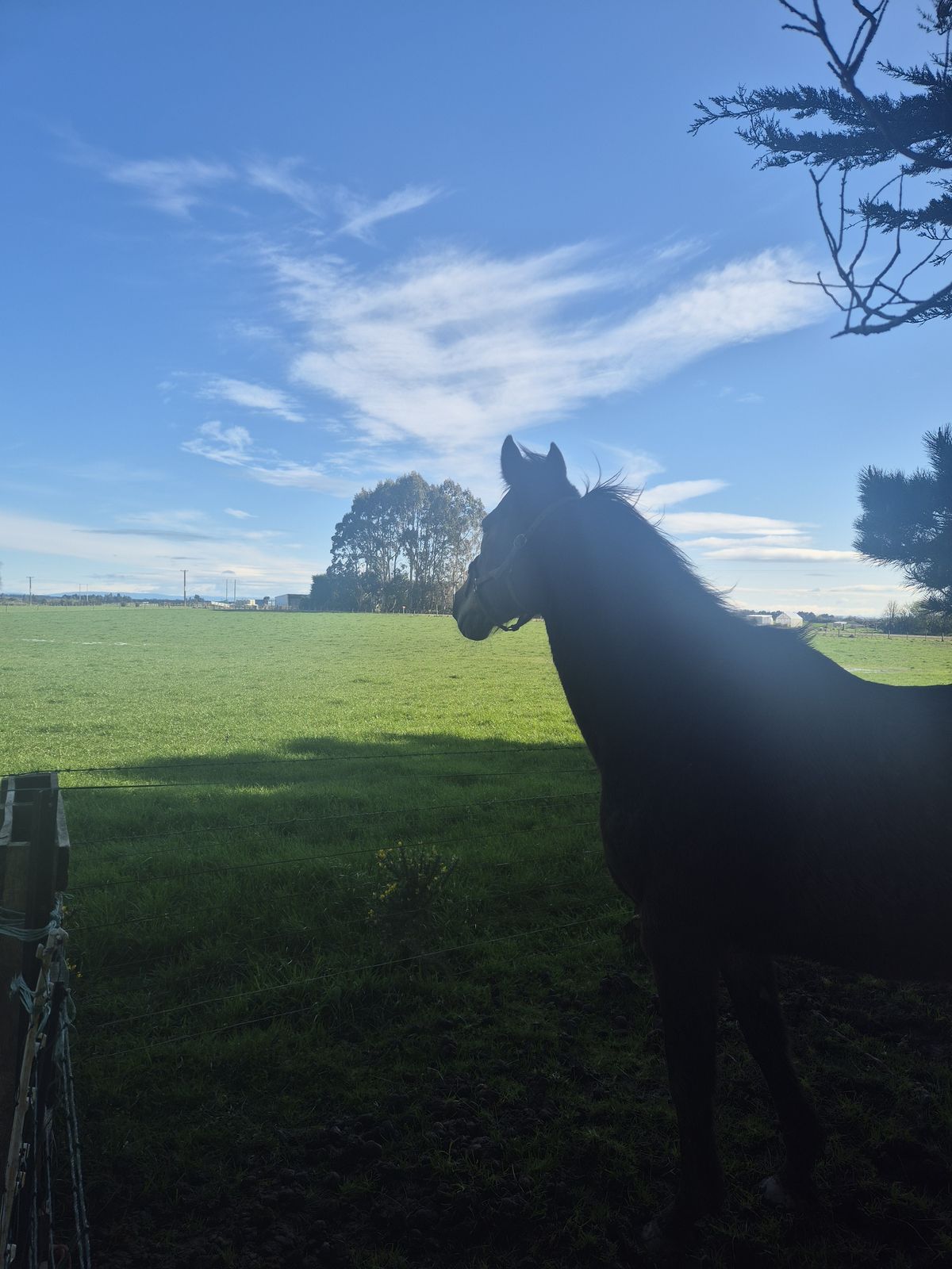 Gallery image: Chivana