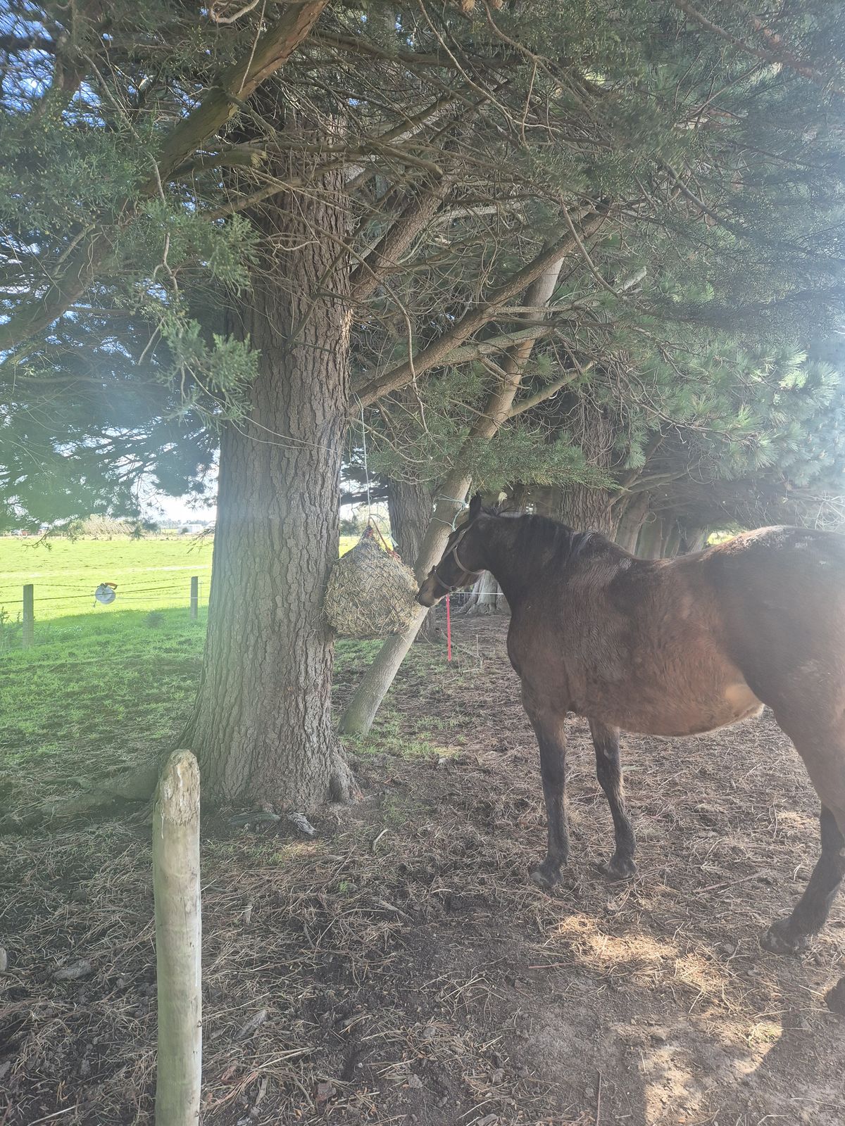 Gallery image: Chivana