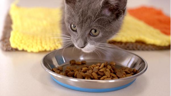 This October, New Zealanders can double their impact for animals thanks to Purina
