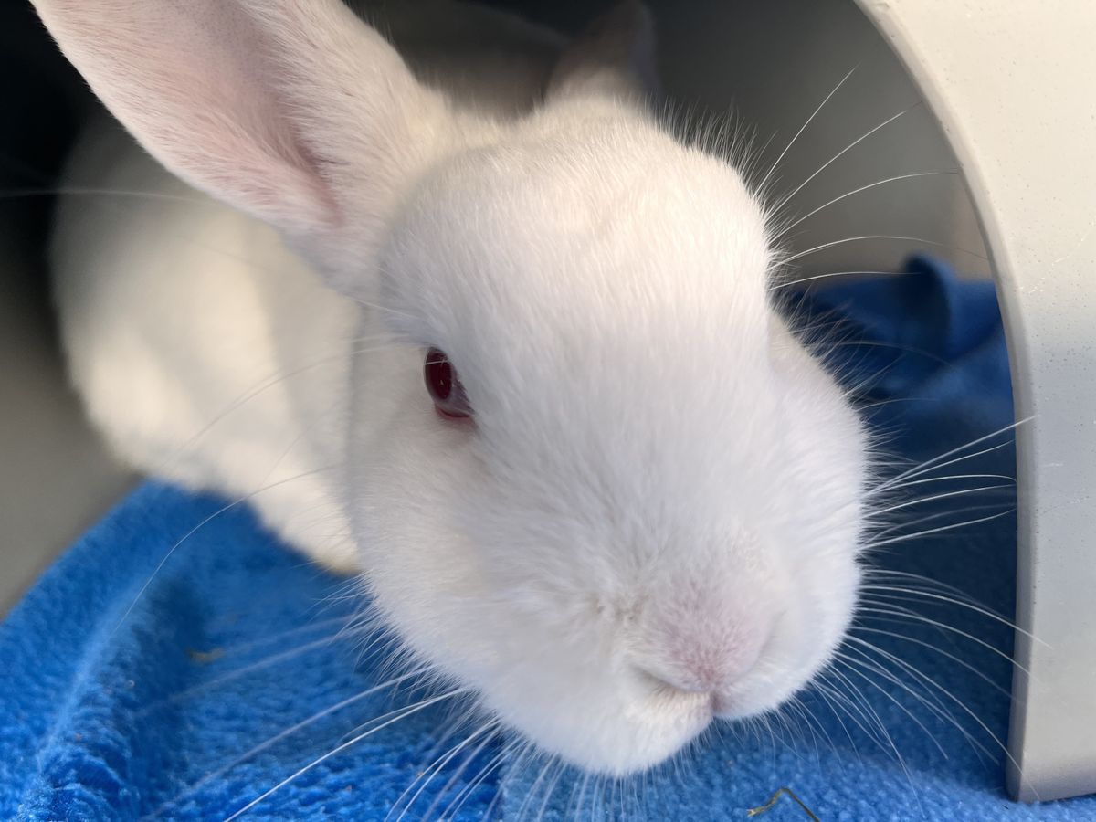 Gallery image: Bao Bun