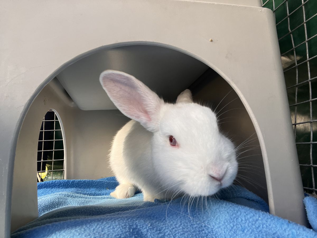 Gallery image: Bao Bun