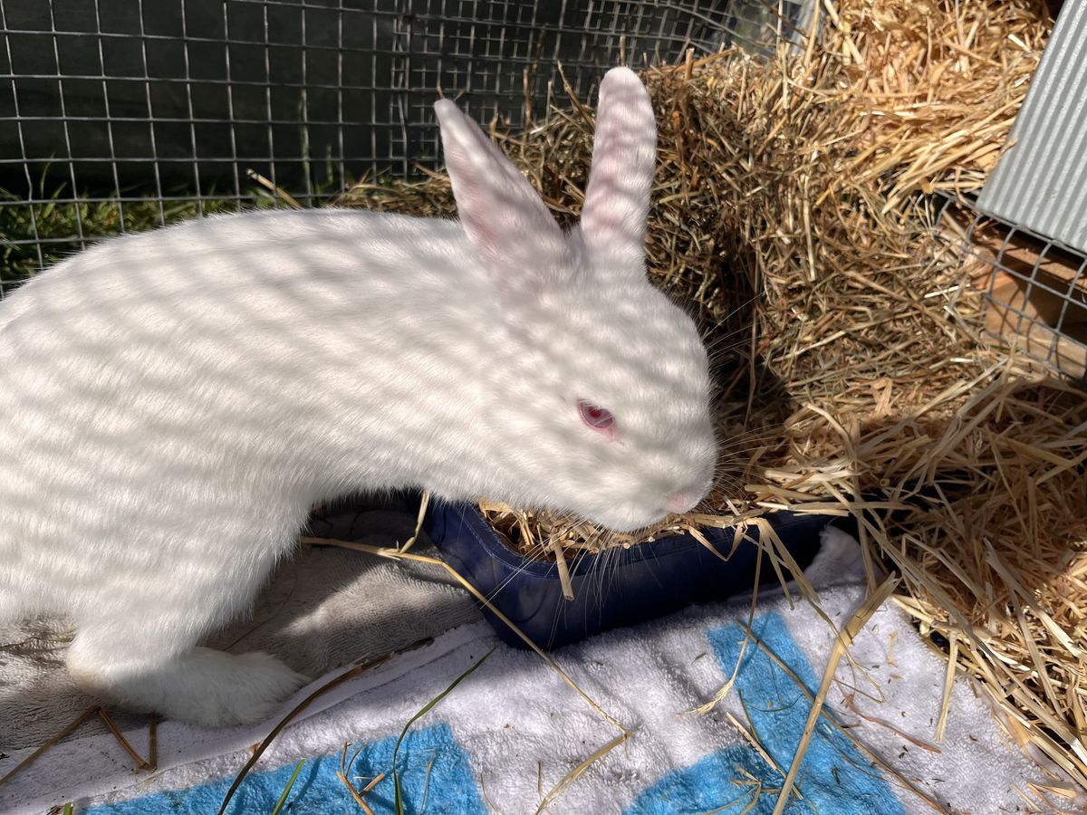 Gallery image: Bao Bun