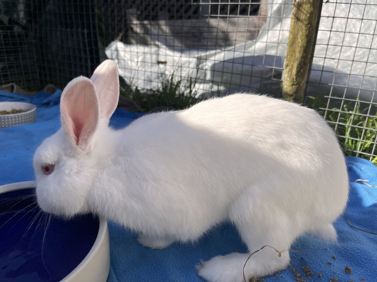 Gallery image: Bao Bun