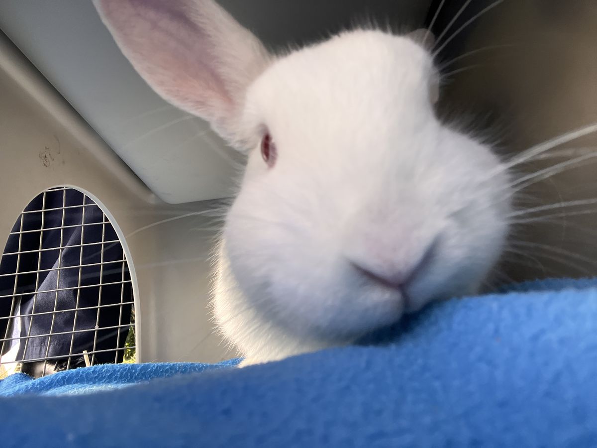 Gallery image: Bao Bun