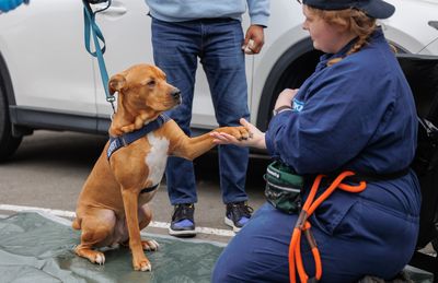 SPCA generates millions in social return for New Zealand 