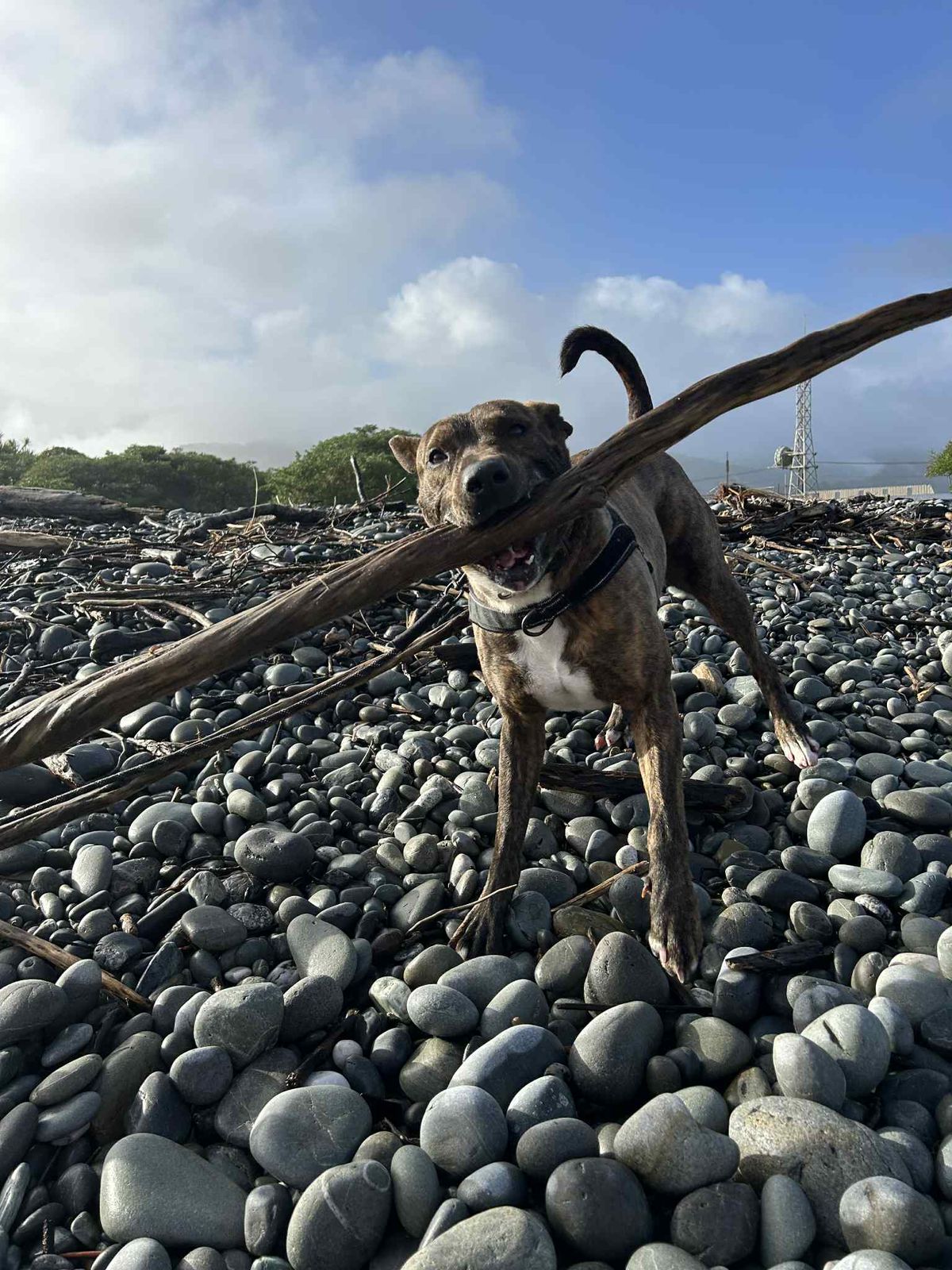 Gallery image: Arthur 