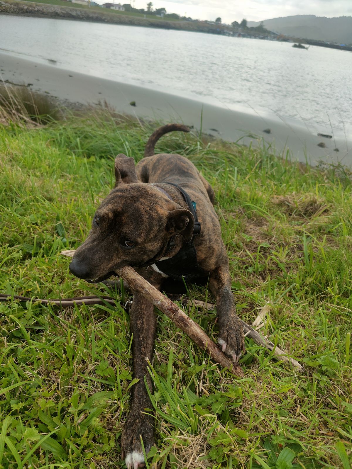 Gallery image: Arthur 