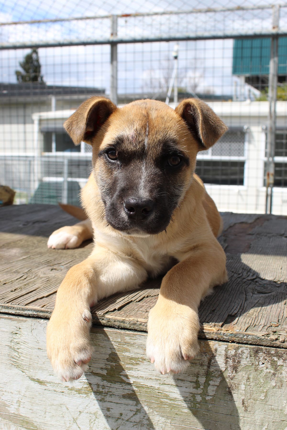 Gallery image: Pumba