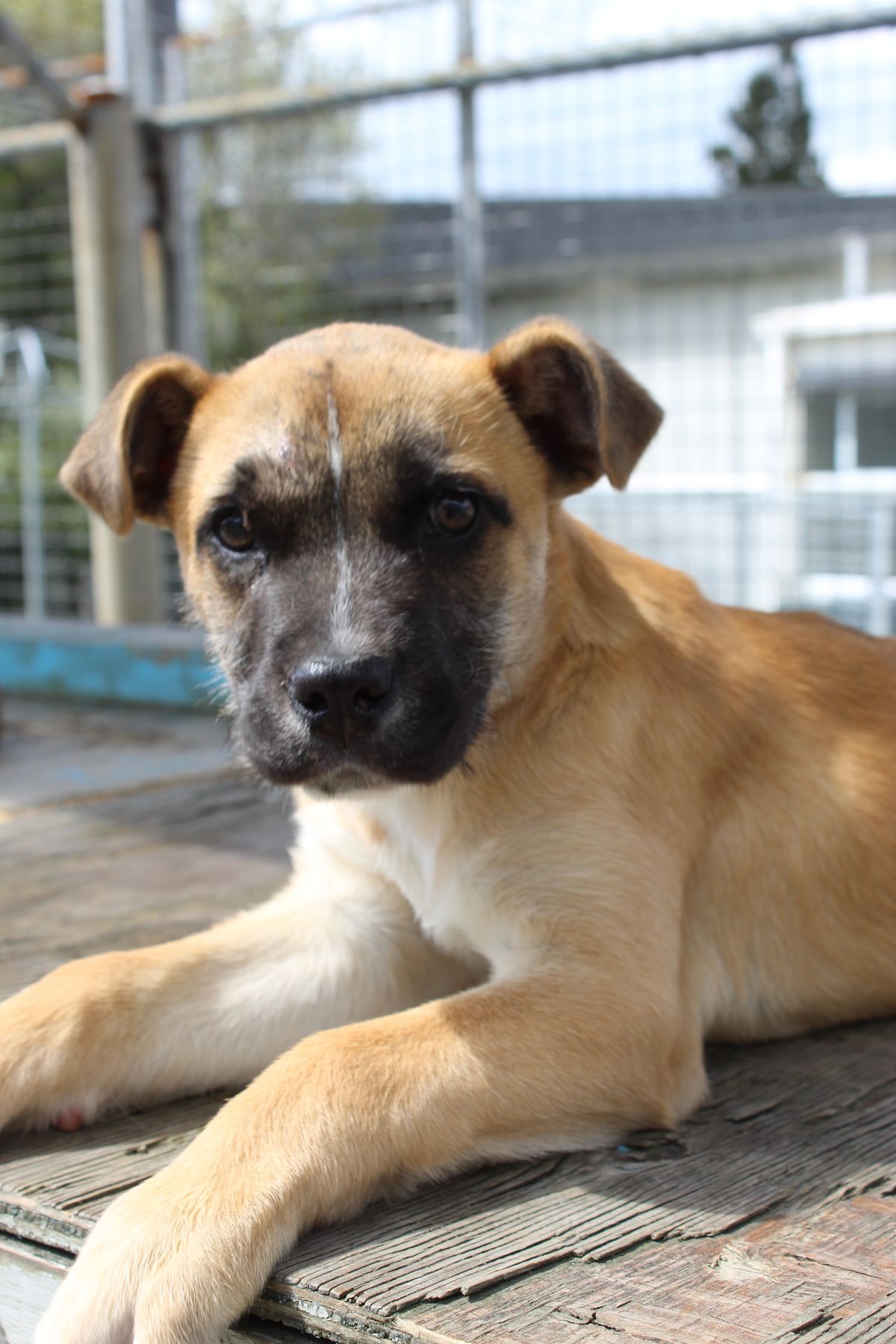 Gallery image: Pumba