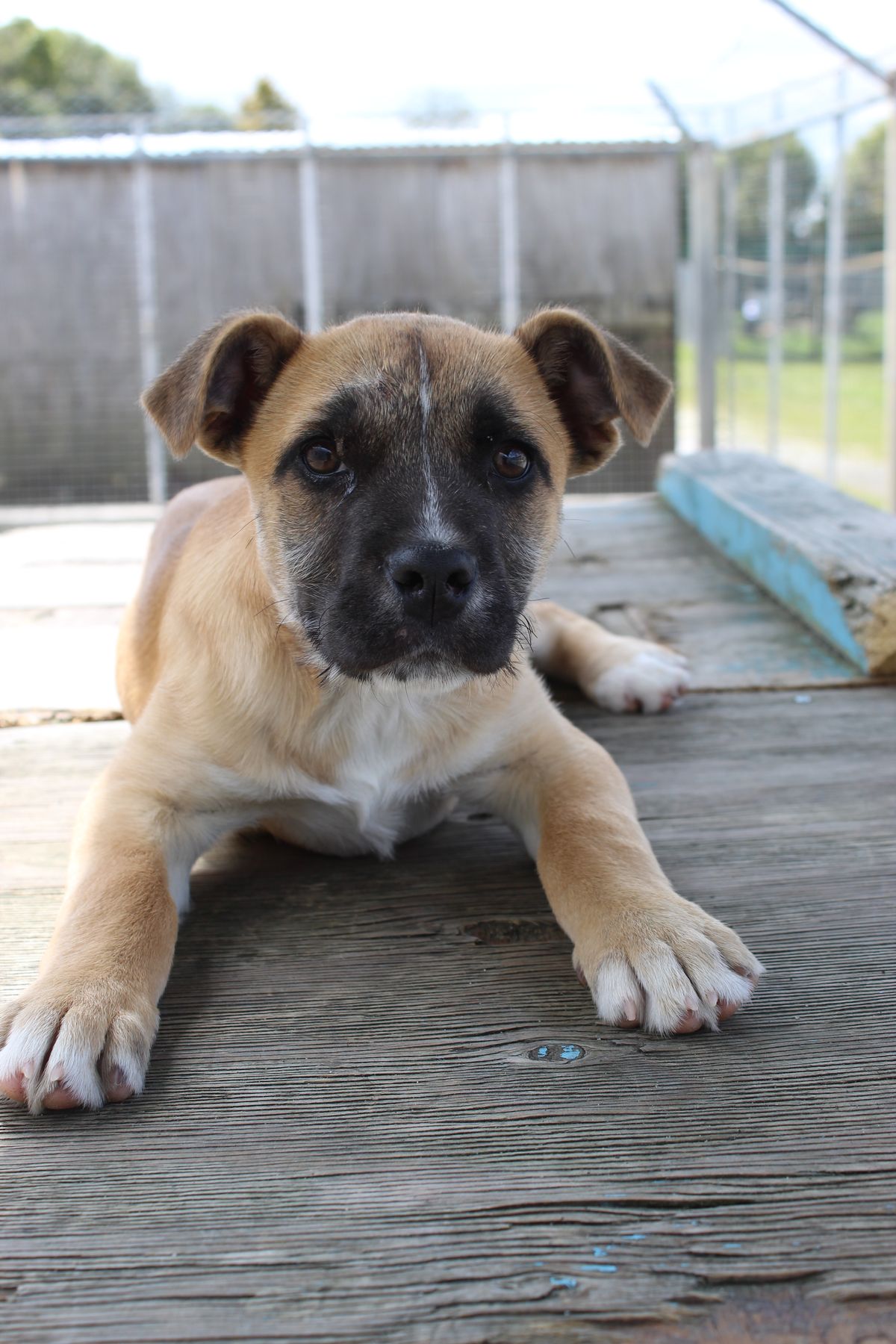 Gallery image: Pumba