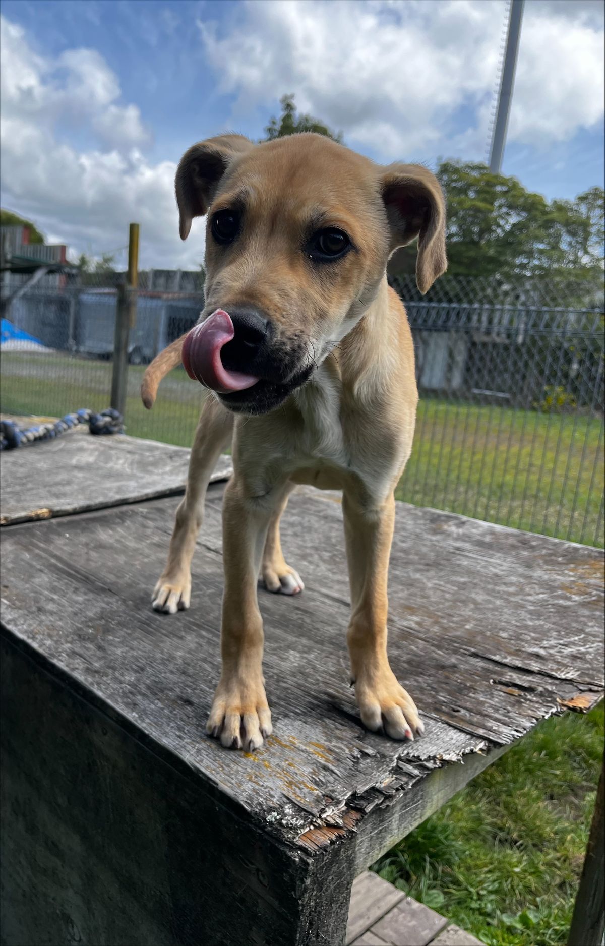 Gallery image: Timon