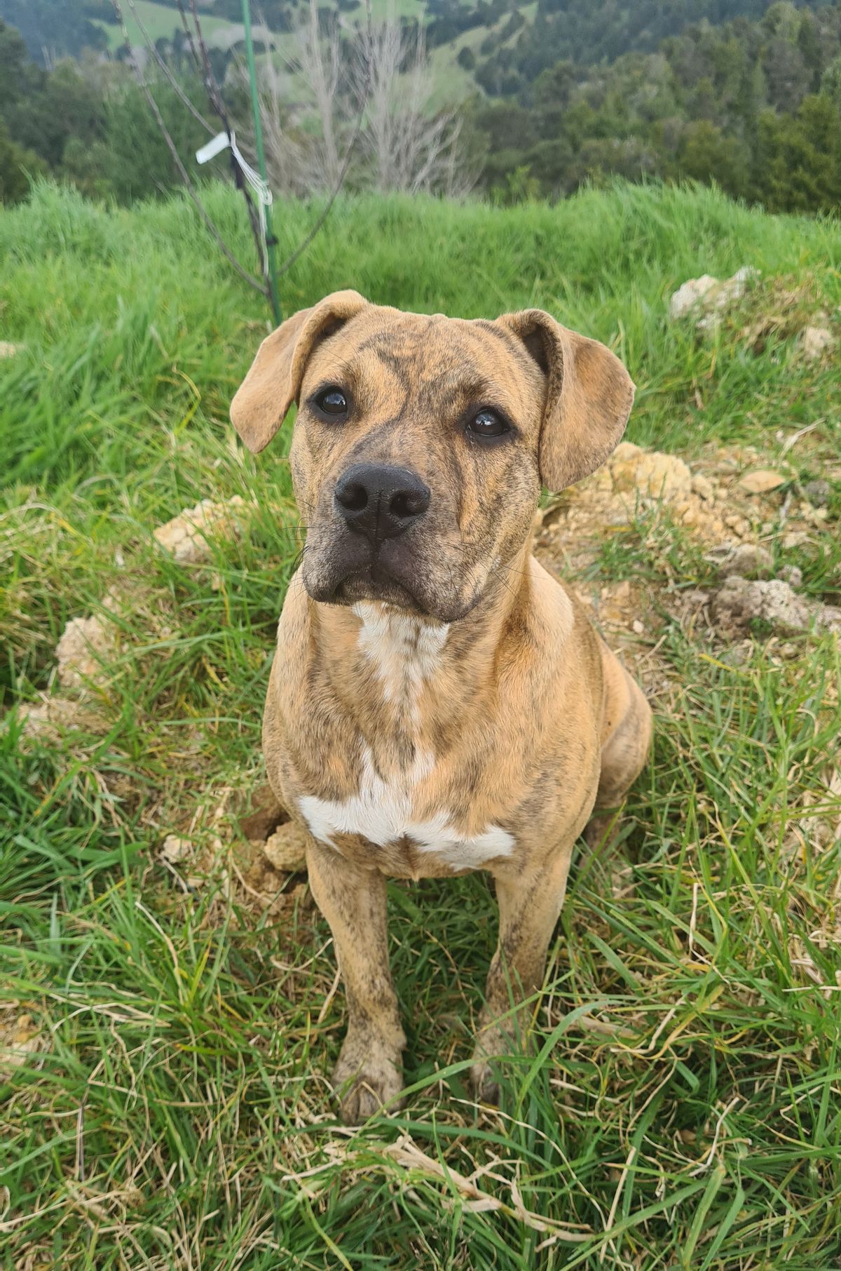 Gallery image: Honey