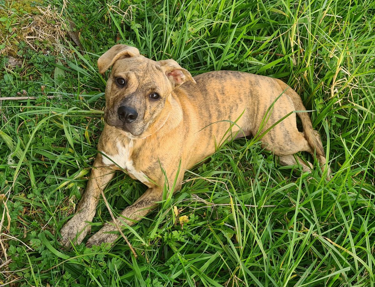 Gallery image: Honey