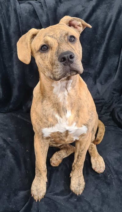 Honey - Medium Cross Breed