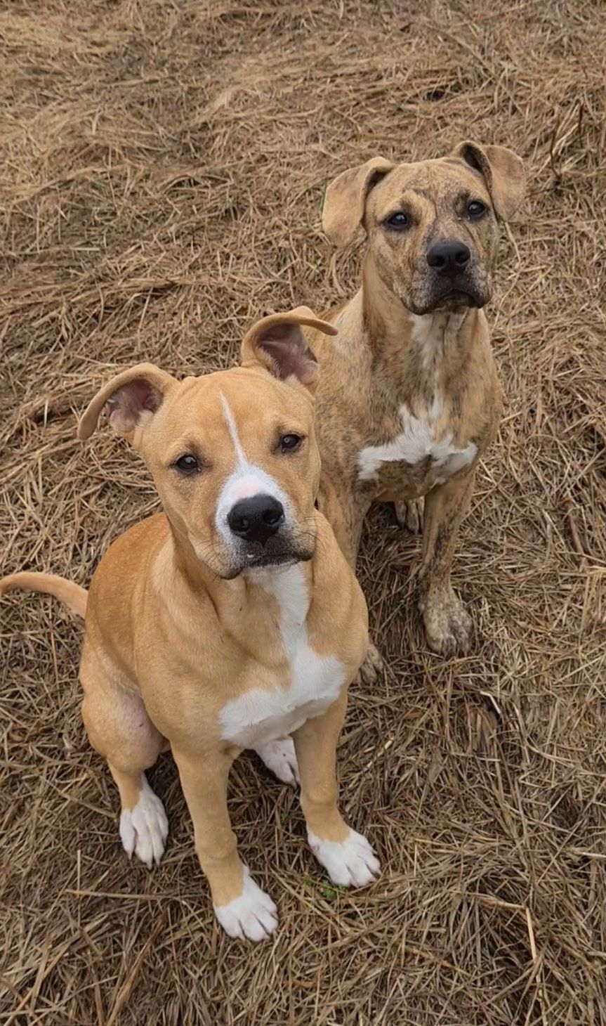 Gallery image: Honey