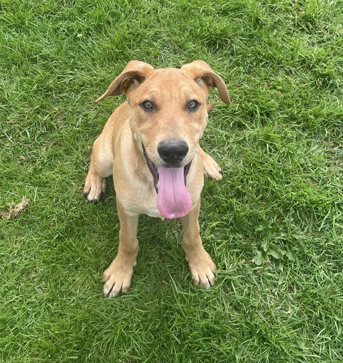 Gallery image: Pretzel