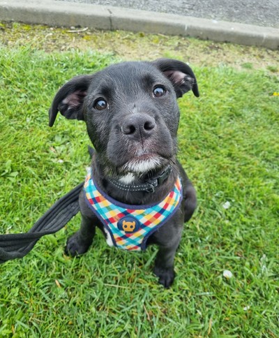 Floyd - Medium Cross Breed