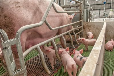 Government blindsides SPCA with moves to keep cruel farrowing crates  
