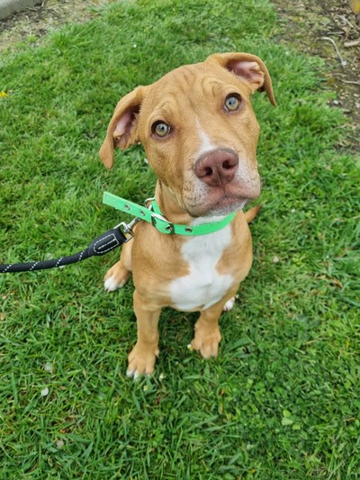 Wilson - Medium Cross Breed