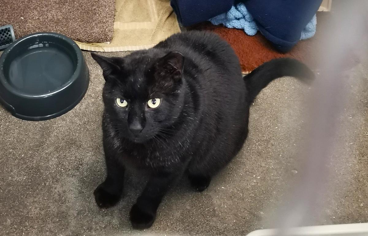 Pet obesity awareness: Murphy’s story