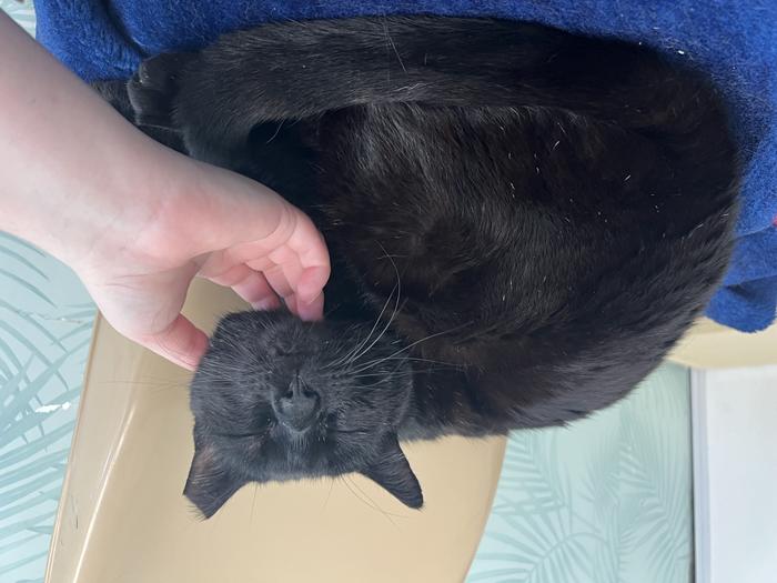 Murphy the cat at SPCA Centre