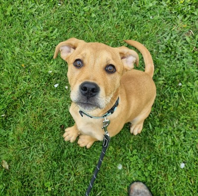 Eleven - Medium Cross Breed