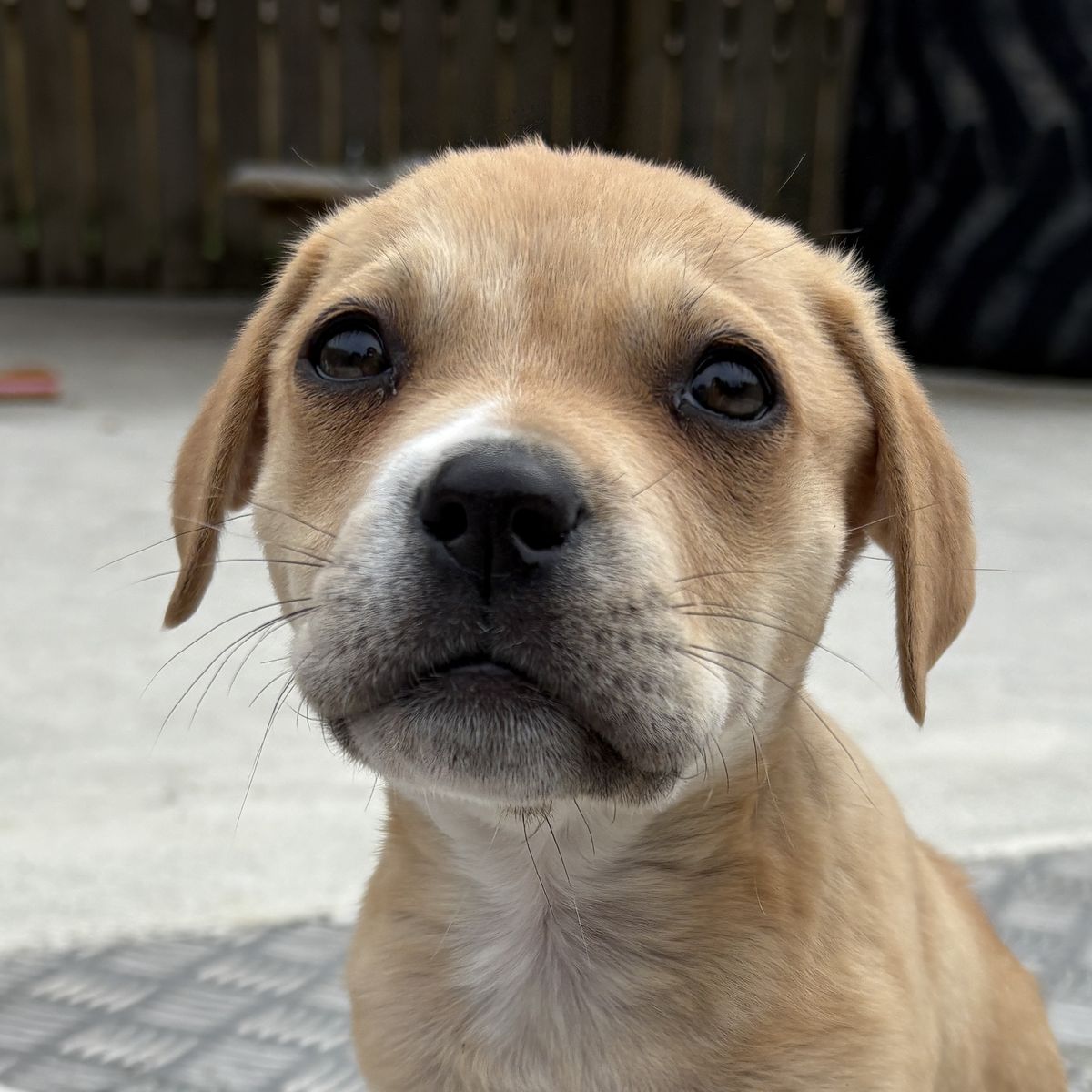 Gallery image: Dexter