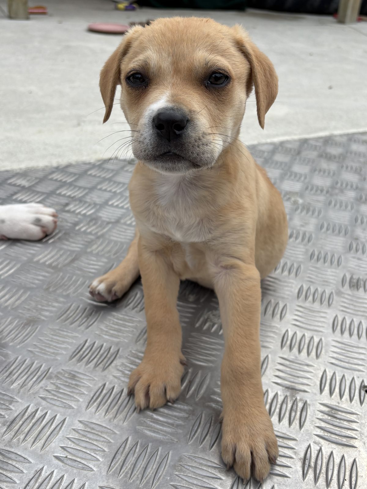 Gallery image: Dexter