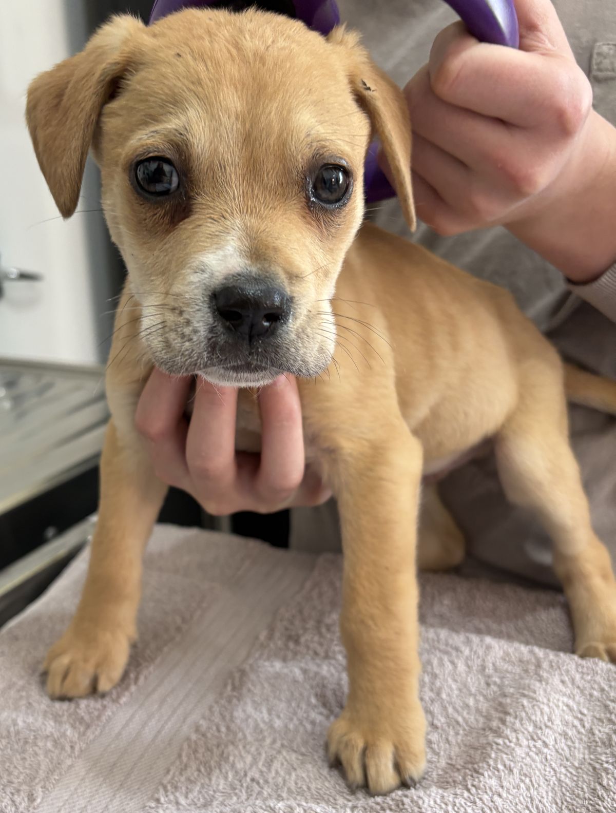 Gallery image: Dexter