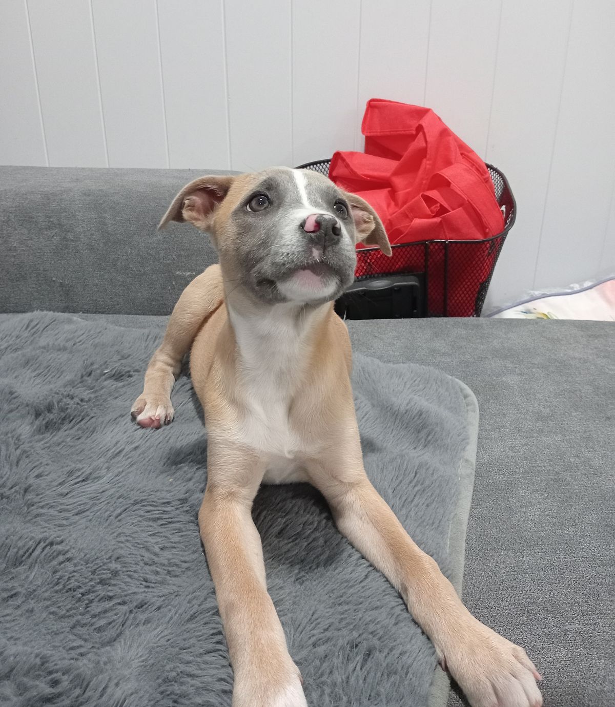 Gallery image: Ziggy