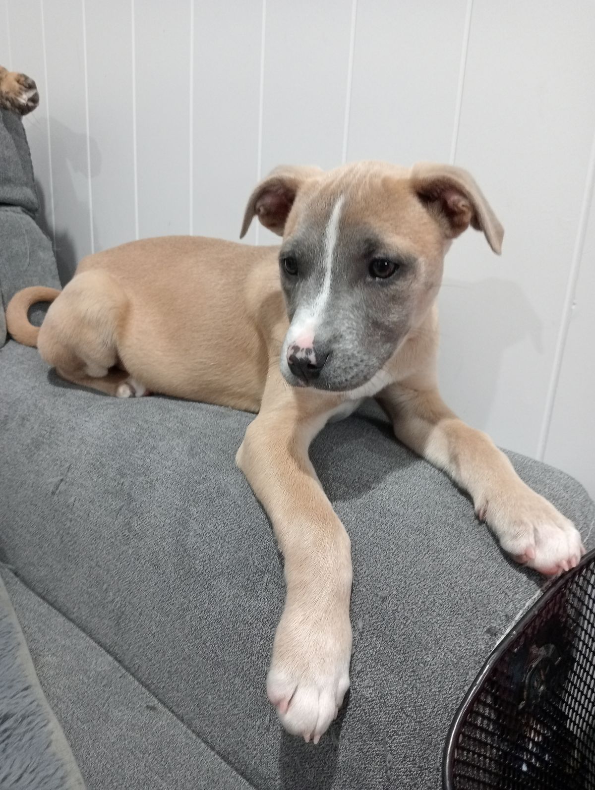 Gallery image: Ziggy