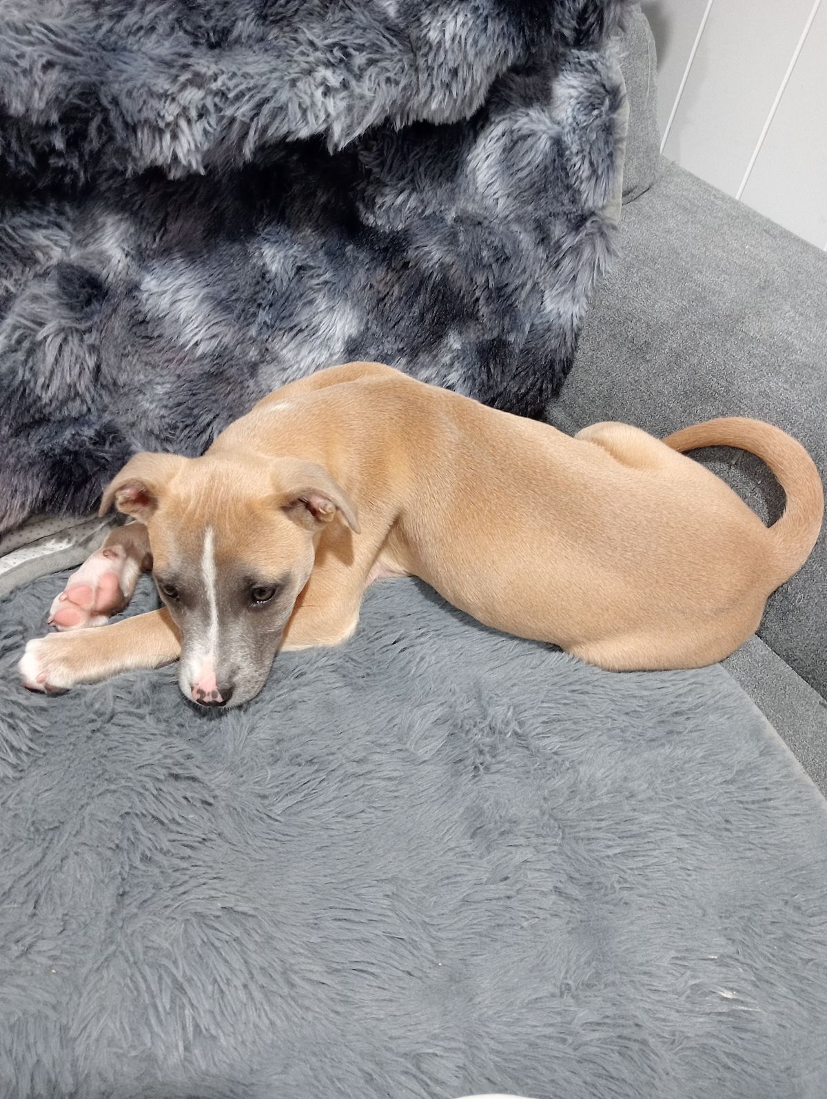 Gallery image: Ziggy