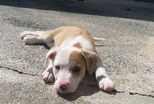 Gallery image: Greta