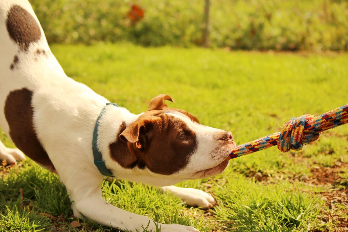 Gallery image: Teddy