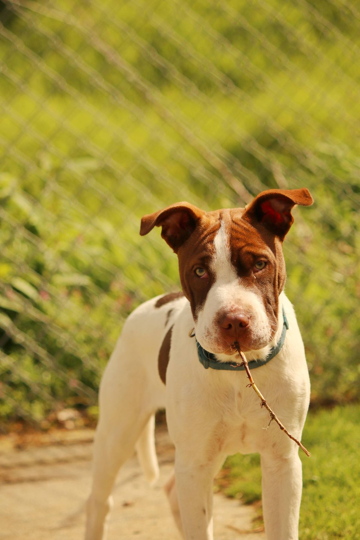 Gallery image: Teddy