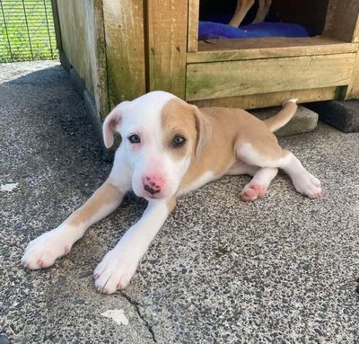 Greta - Medium Cross Breed