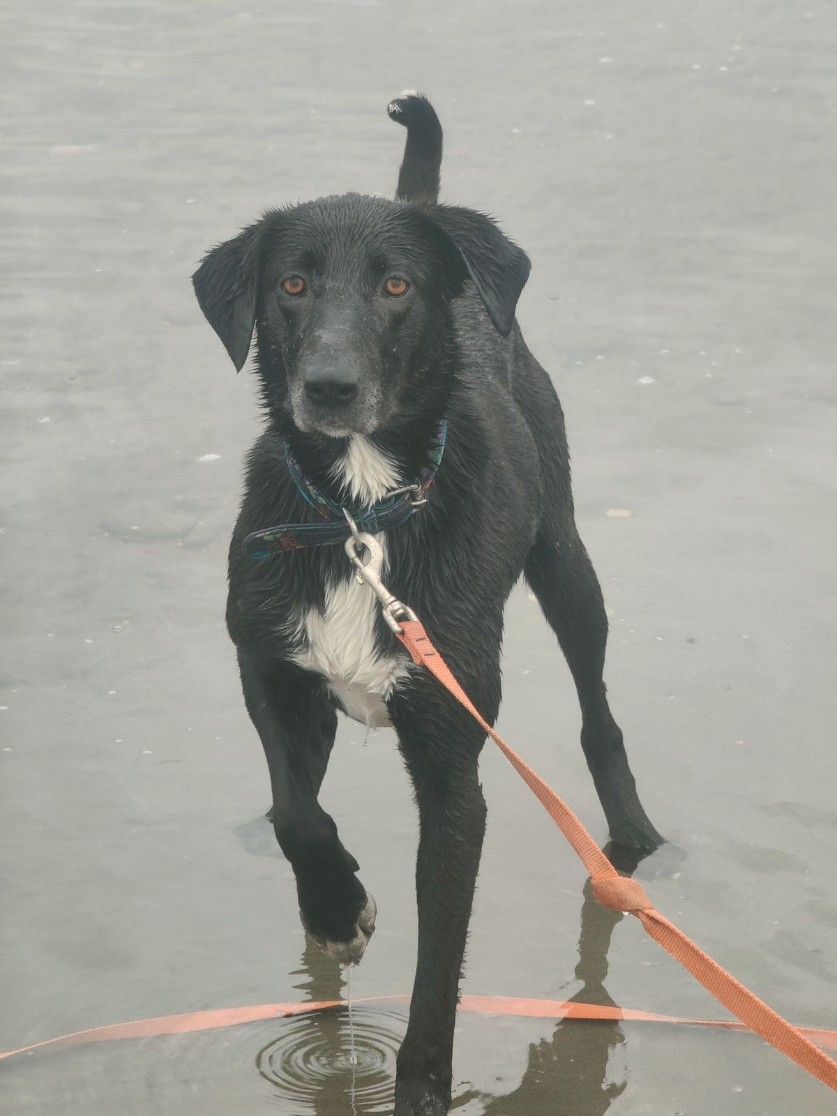 Gallery image: Kotiro