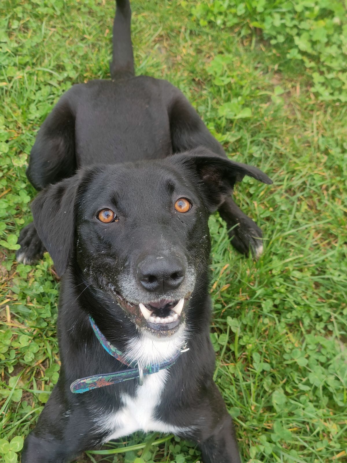 Gallery image: Kotiro