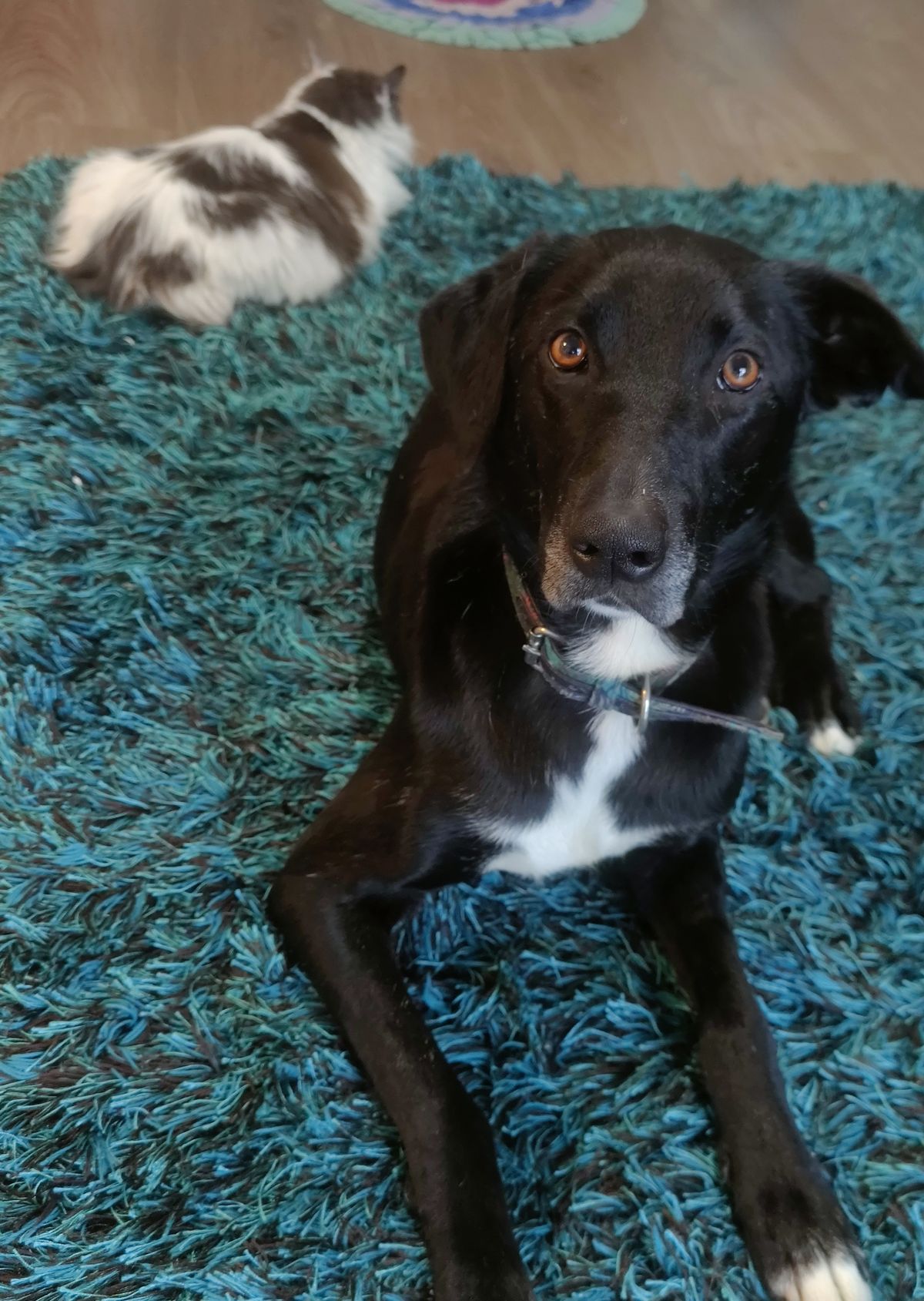 Gallery image: Kotiro