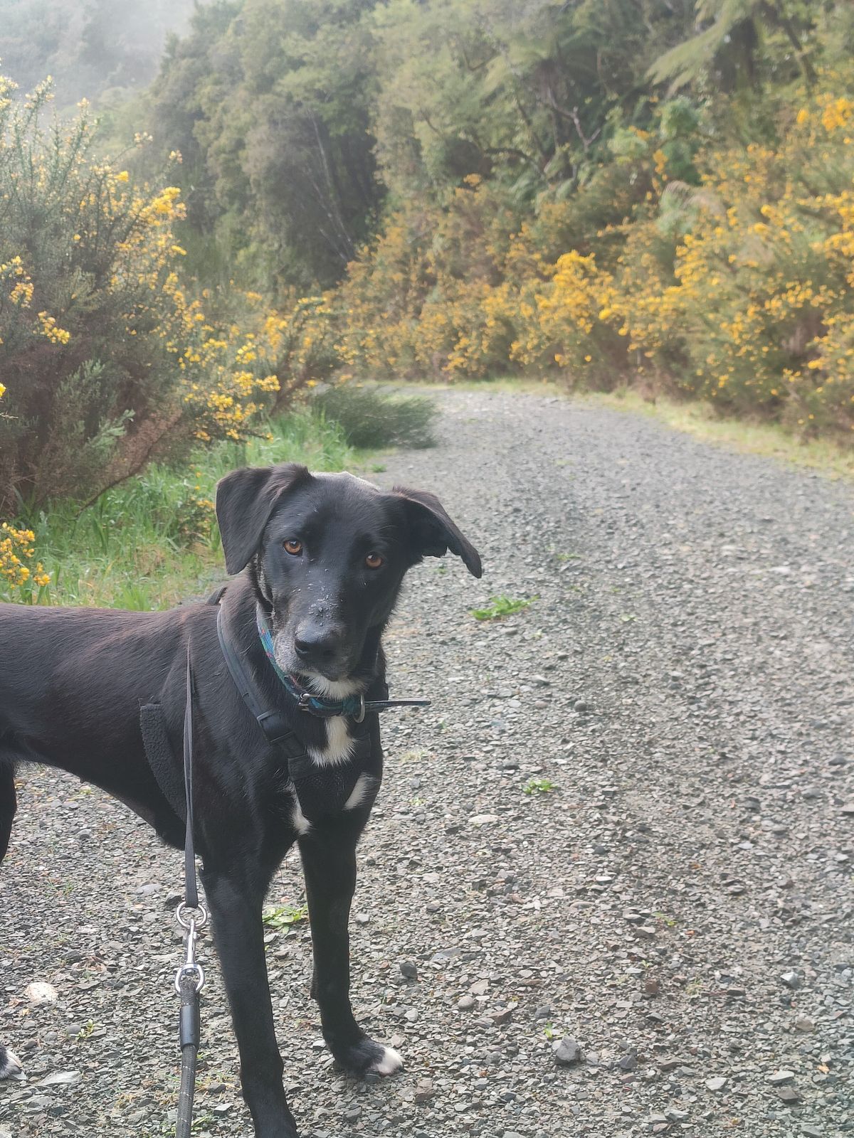 Gallery image: Kotiro