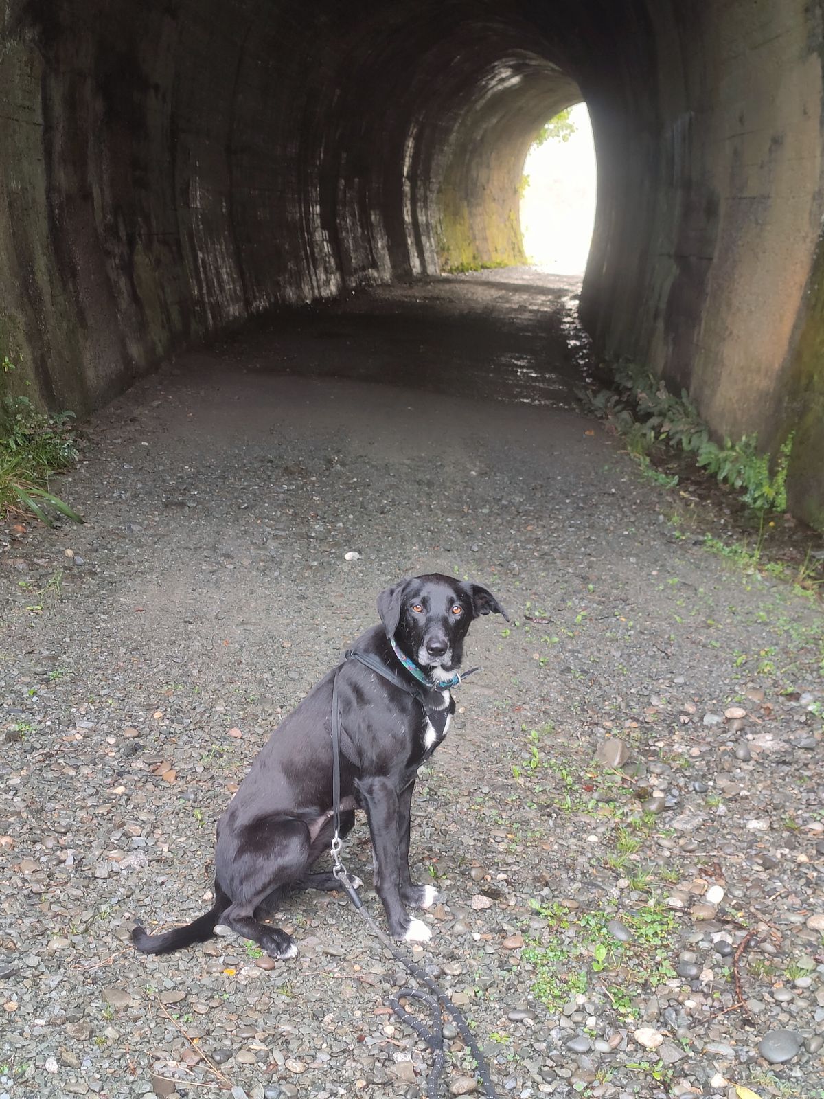 Gallery image: Kotiro