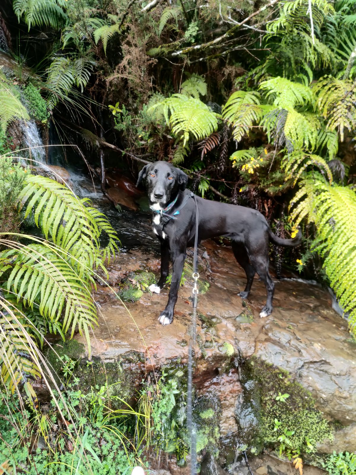 Gallery image: Kotiro