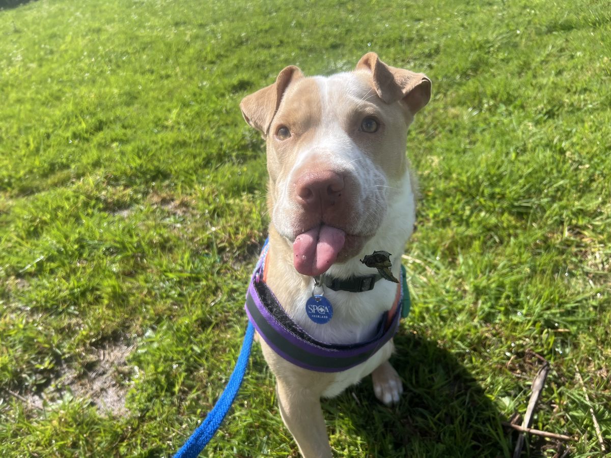 Gallery image: Apollo