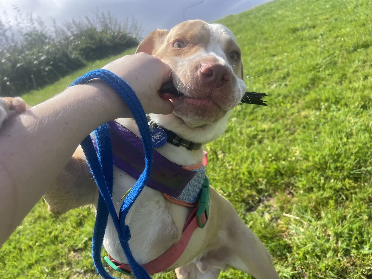 Gallery image: Apollo