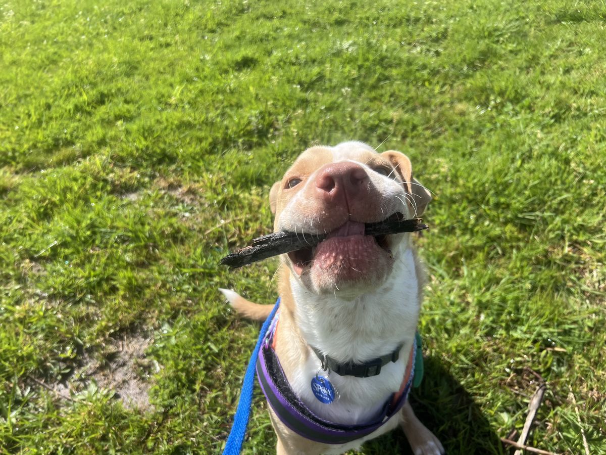 Gallery image: Apollo